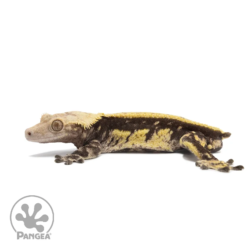 Male Quadstripe Crested Gecko Cr-2559