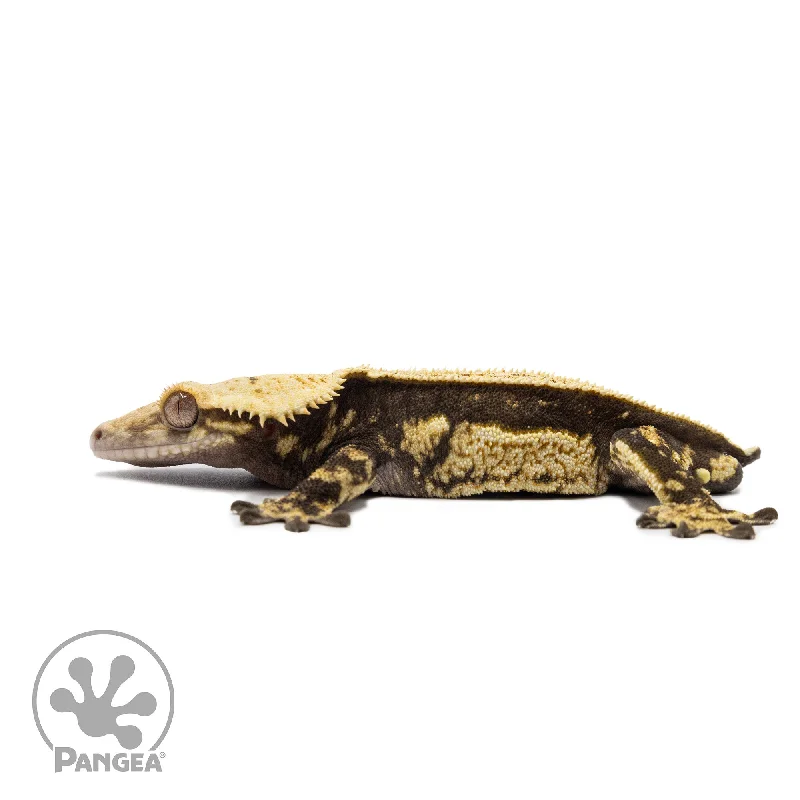 Male Quadstripe Crested Gecko Cr-2678