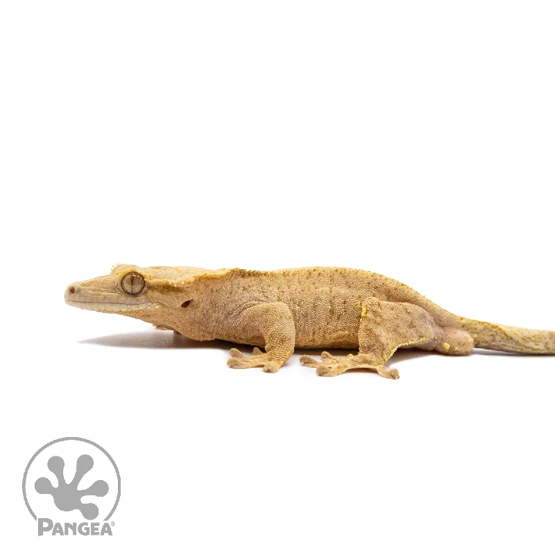 Male Orange Brindle Crested Gecko Cr-2696