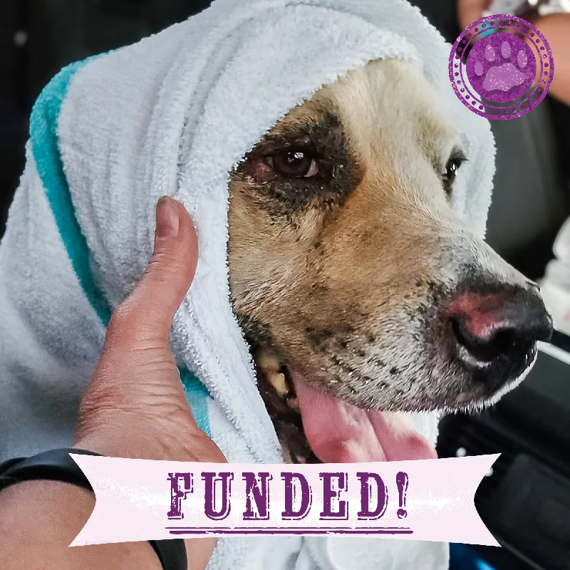 Funded: Support Bear as He Recovers From Severe Burns