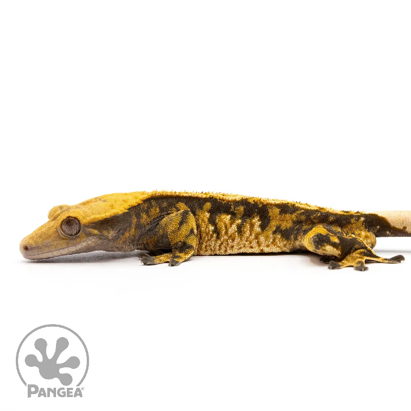 Male Het Pixel Tangerine Crested Gecko Cr-10002