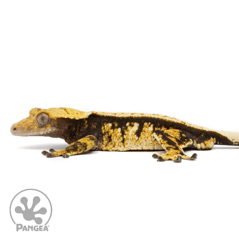 Male Tricolor Extreme Crested Gecko Cr-2459