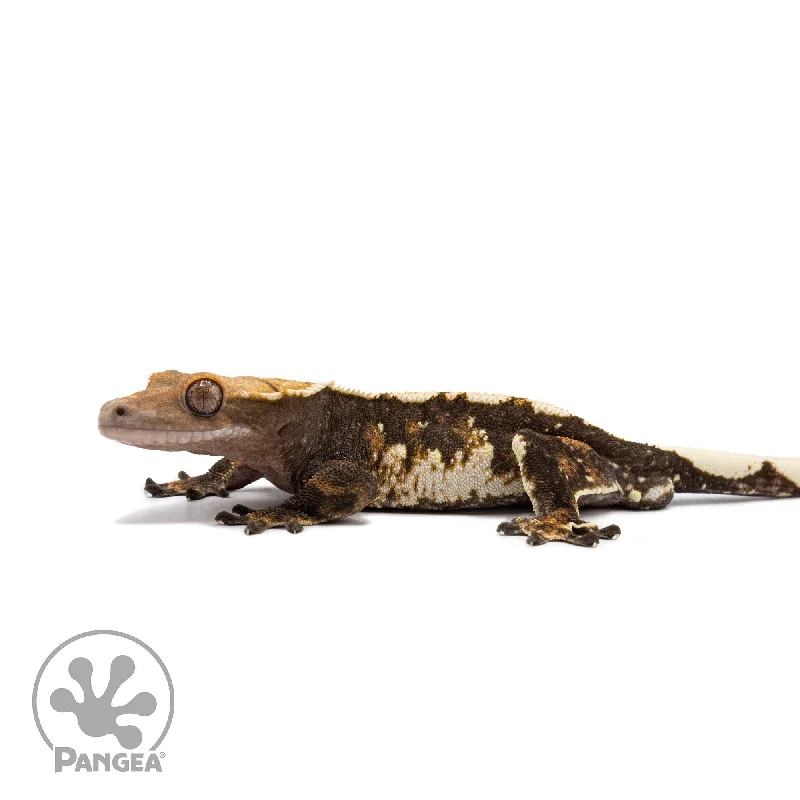 Male Harlequin Crested Gecko Cr-2681