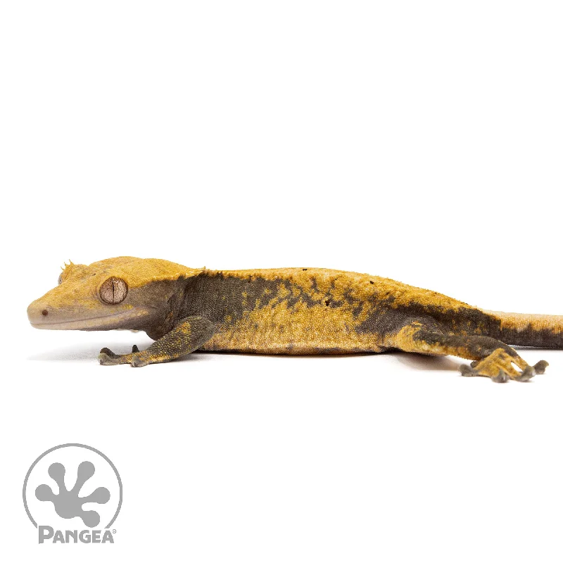 Female Pixel Crested Gecko Cr-10011