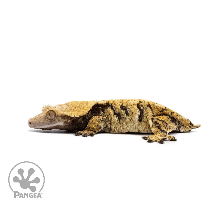 Female Tricolor XXX Crested Gecko Cr-2647