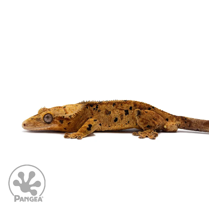 Male Red Ink Blot Crested Gecko Cr-2648