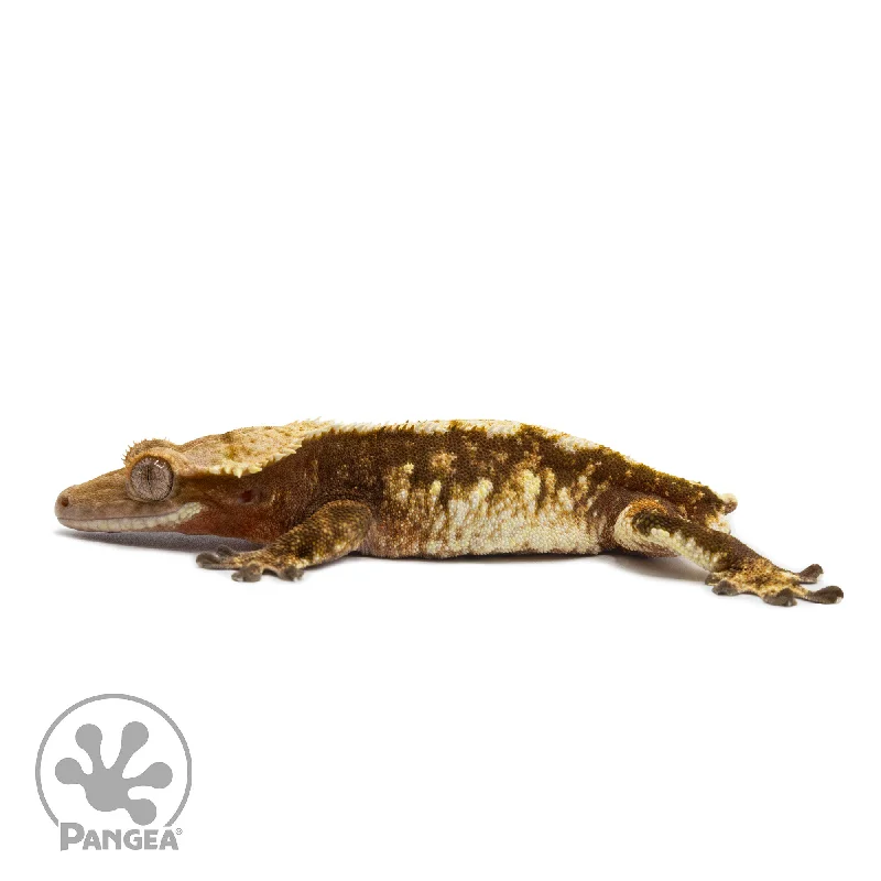 Male Red tricolor Crested Gecko Cr-2564