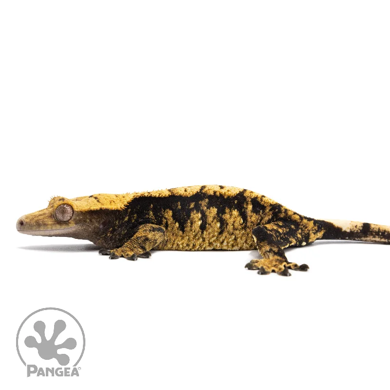 Female Extreme Harlequin Crested Gecko Cr-2761