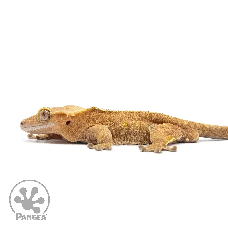 Male Orange Phantom Crested Gecko Cr-2567