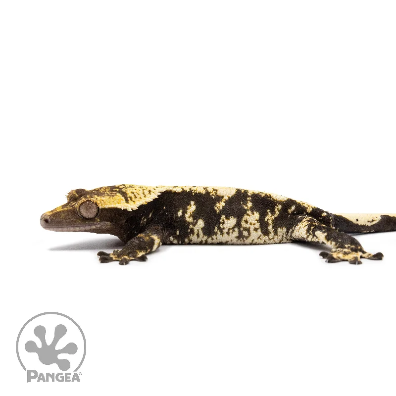 Female Harlequin Crested Gecko Cr-2618