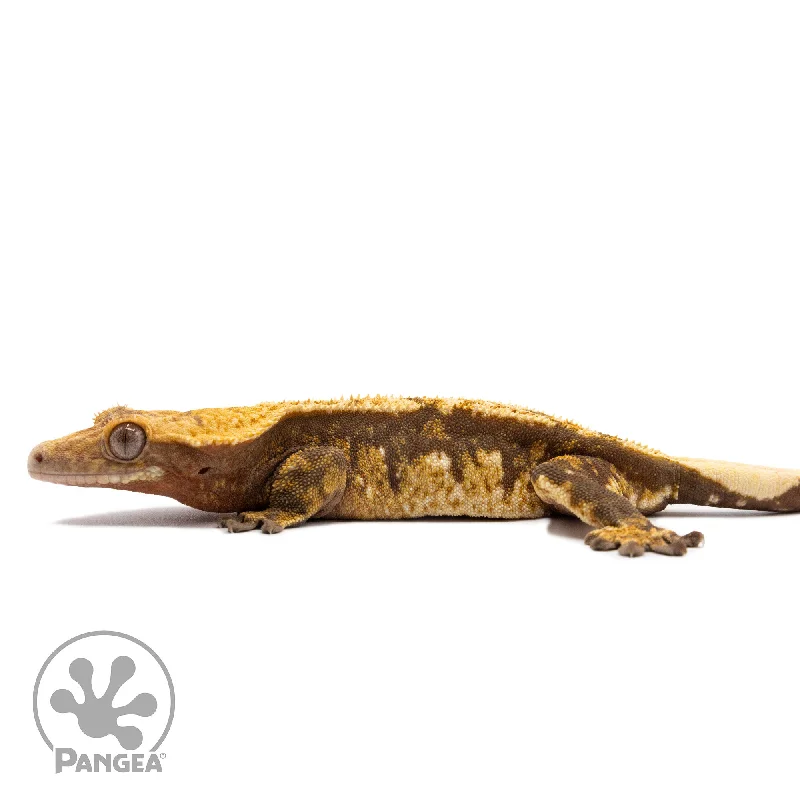 Female Red Tricolor Crested Gecko Cr-2759