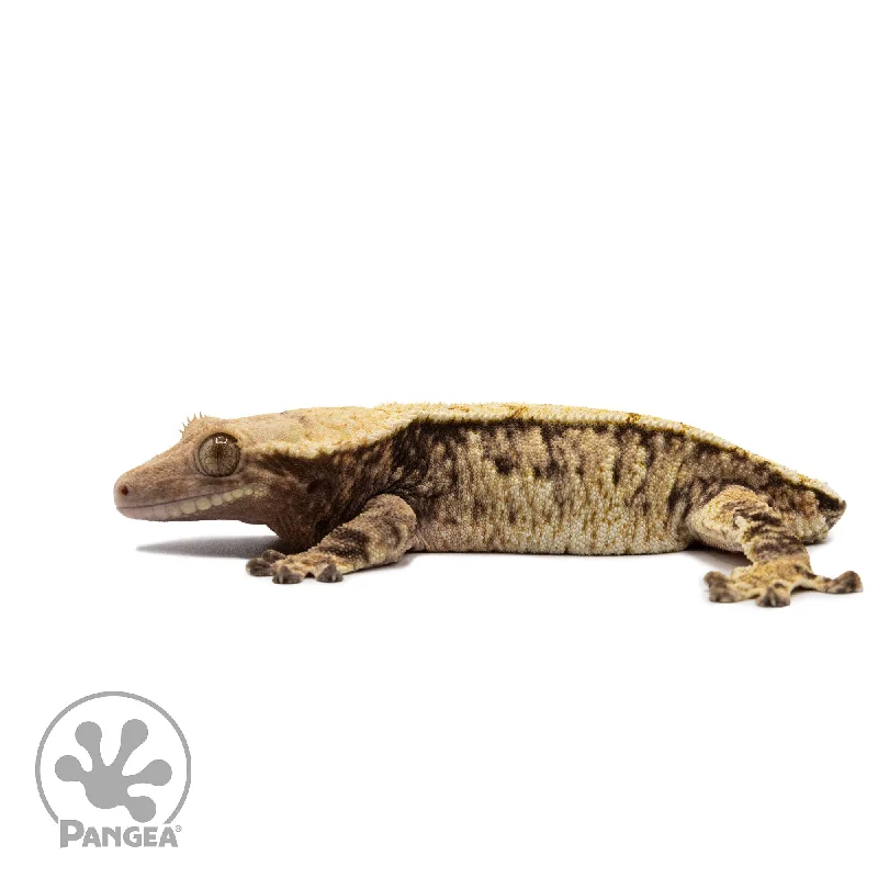 Female Tricolor Extreme Harlequin Crested Gecko Cr-2673