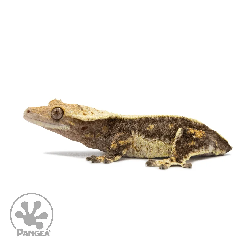 Female Whitewall Crested Gecko Cr-2566