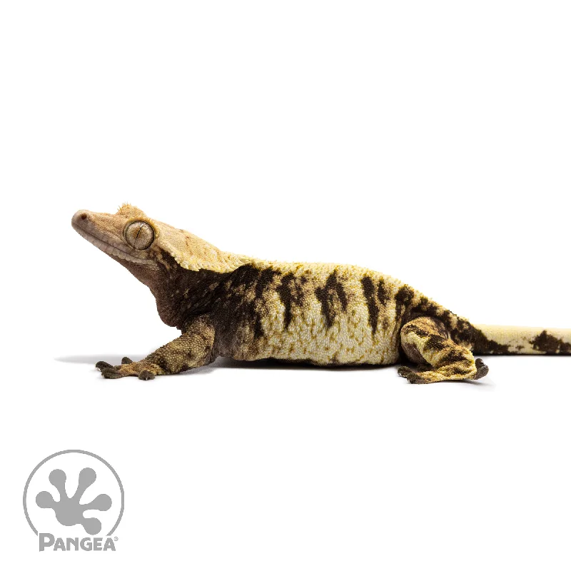 Female XXX Crested Gecko Cr-2687