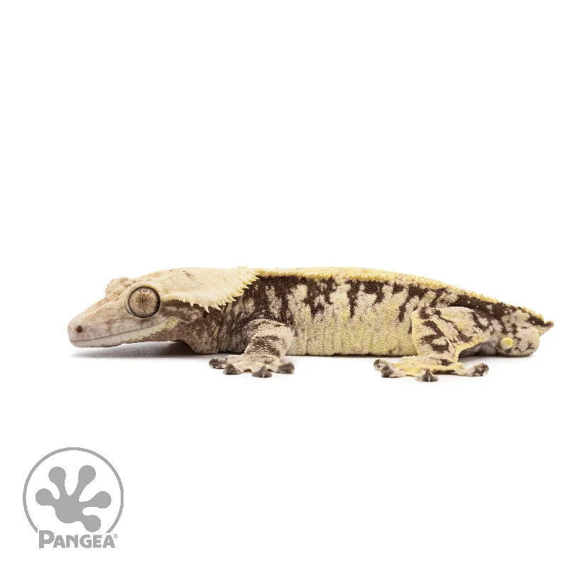 Male XXX Crested Gecko Cr-2620