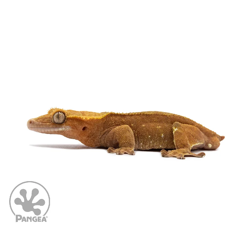 Male Red Phantom Crested Gecko Cr-2651