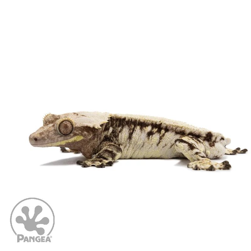 Male Extreme Harlequin Crested Gecko Cr-2684