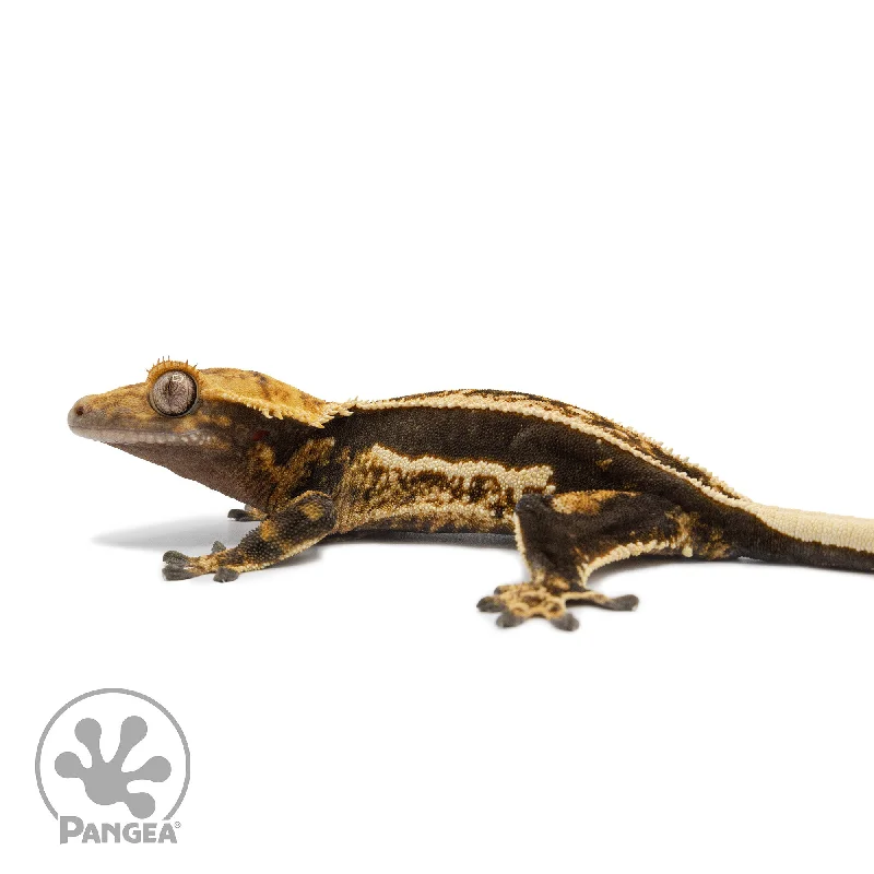 Female Tricolor Quadstripe Crested Gecko Cr-2563