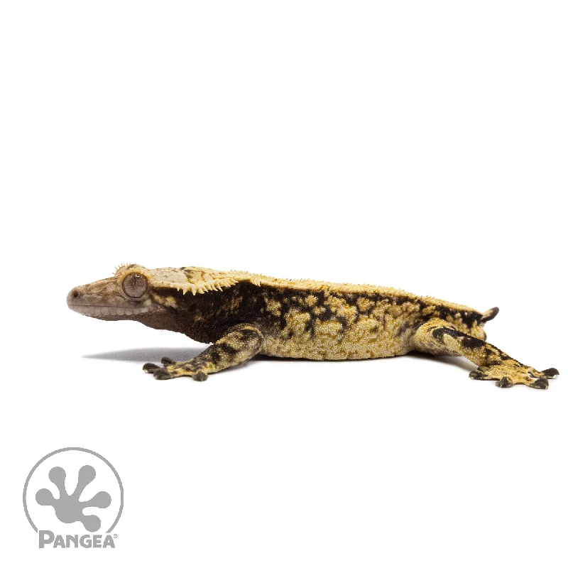 Male Extreme Harlequin Crested Gecko Cr-2682