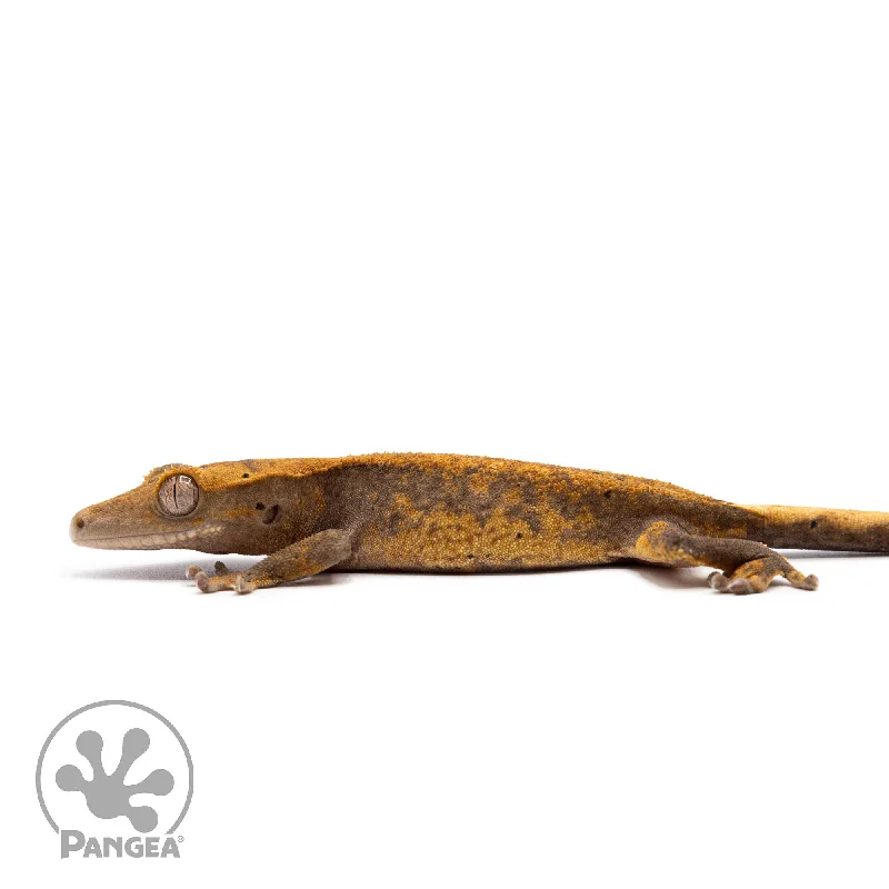 Juvenile Pixel Crested Gecko Cr-10055