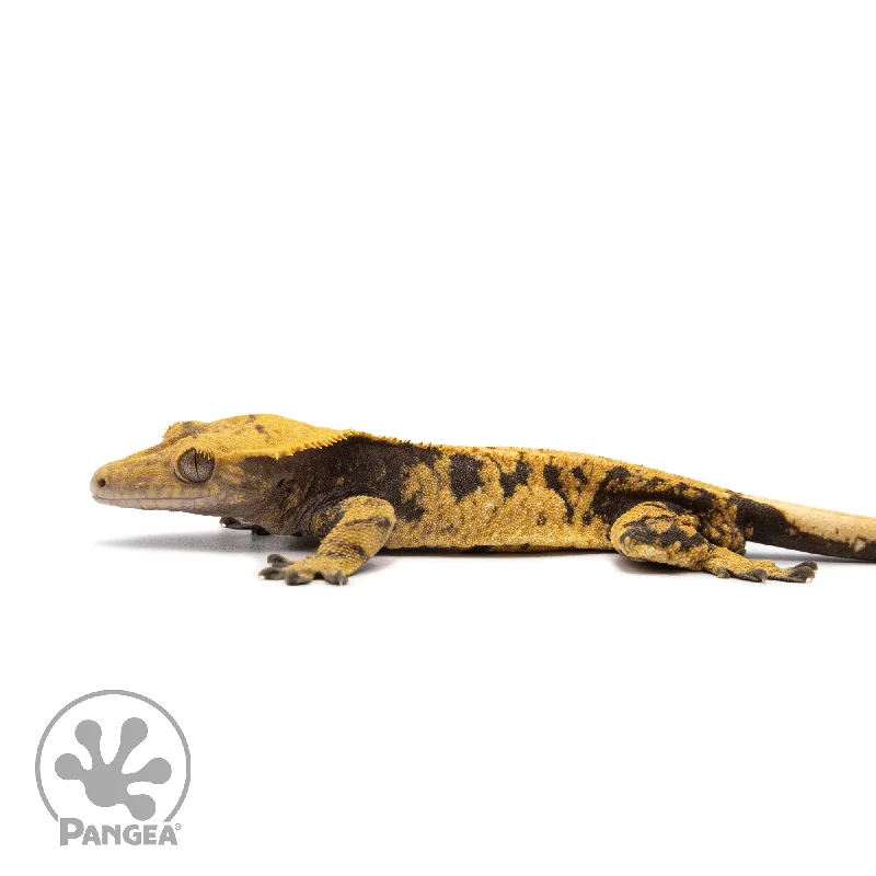 Male XXX Crested Gecko Cr-2599