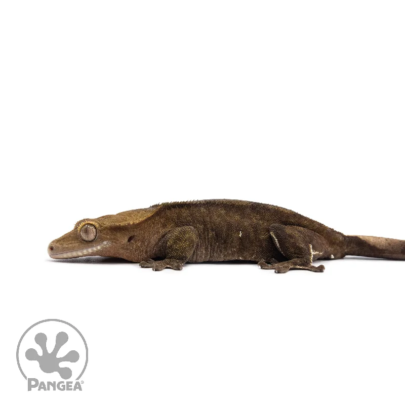 Female Dark Patternless Crested Gecko Cr-2598