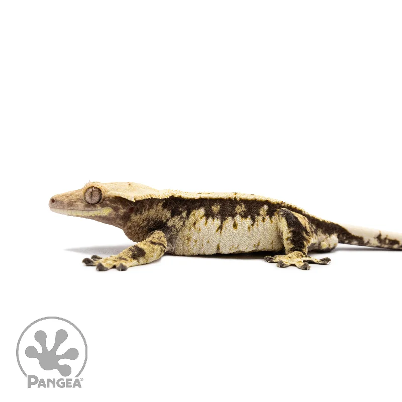 Male Tricolor White Wall Crested Gecko Cr-2694