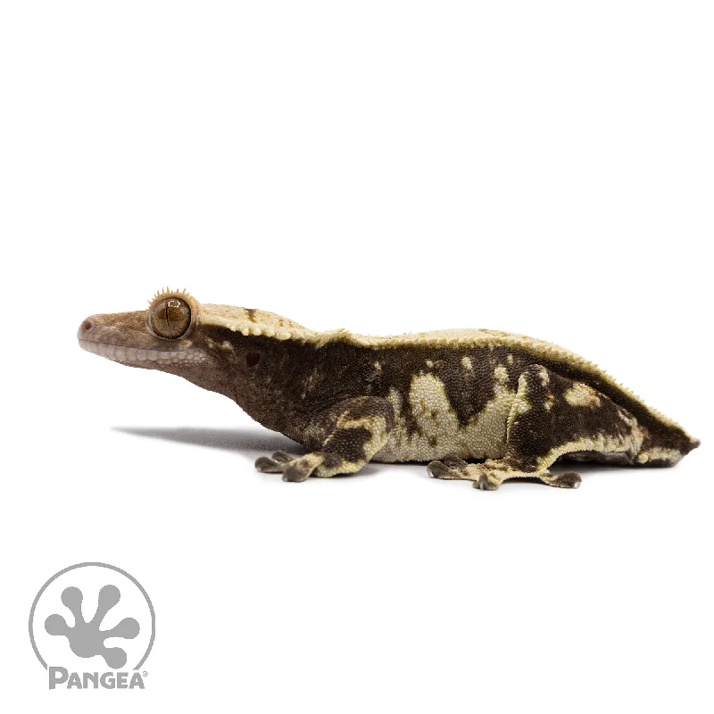 Female Harlequin Crested Gecko Cr-2660