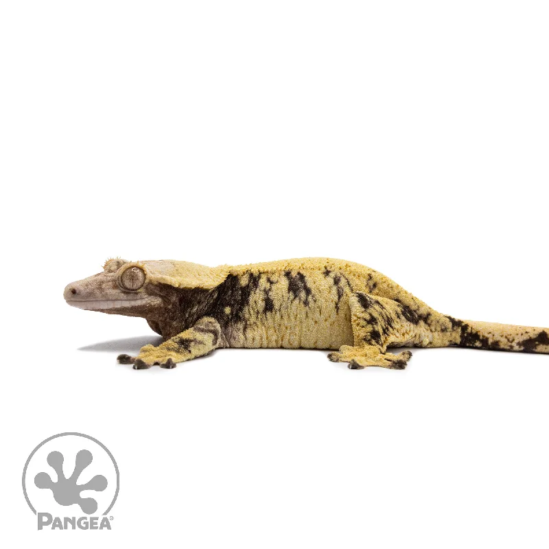 Female Extreme Harlequin Crested Gecko Cr-2683