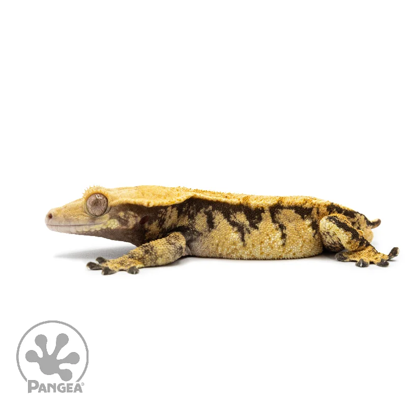 Male Extreme Harlequin Crested Gecko Cr-2592