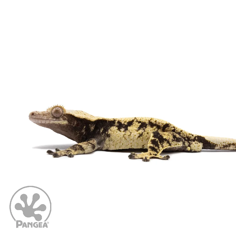 Male Extreme Harlequin Crested Gecko Cr-2670