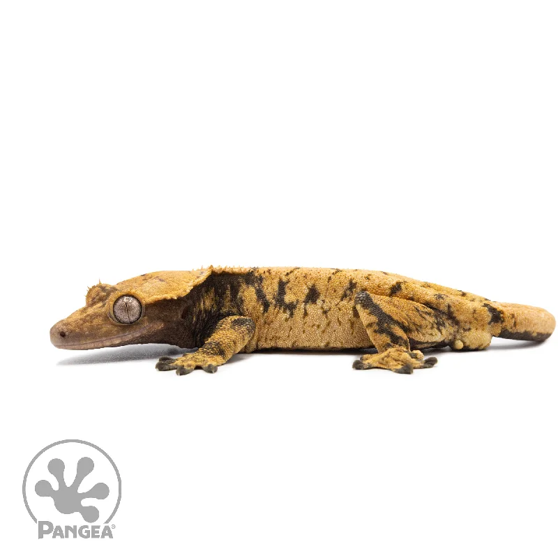 Female XXX Crested Gecko Cr-2590