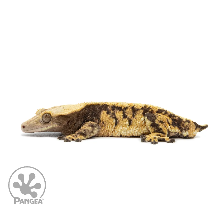 Male Tricolor Extreme Harlequin Crested Gecko Cr-2548