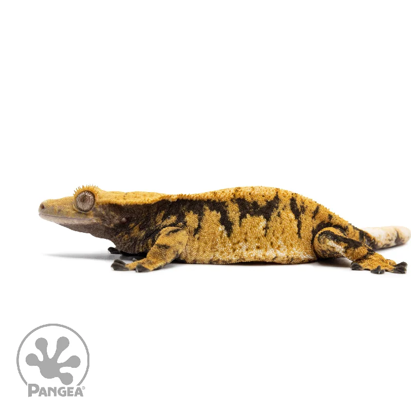 Female Tricolor XXX Crested Gecko Cr-2576