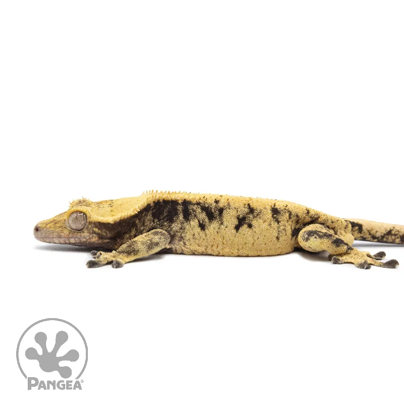 Male XXX Crested Gecko Cr-2574