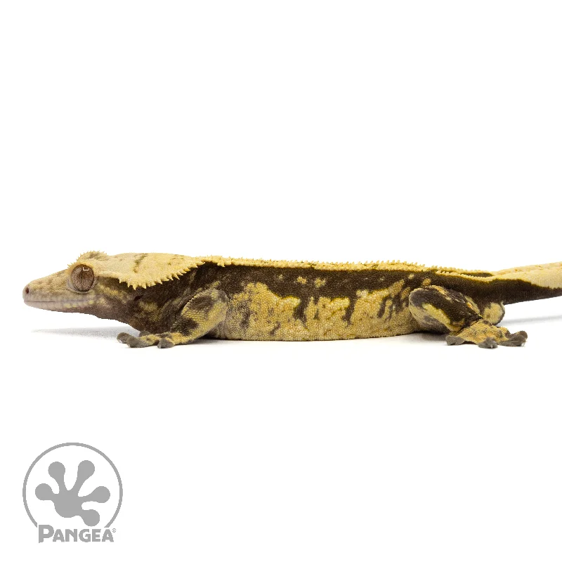 Male Pinstripe Crested Gecko Cr-1838