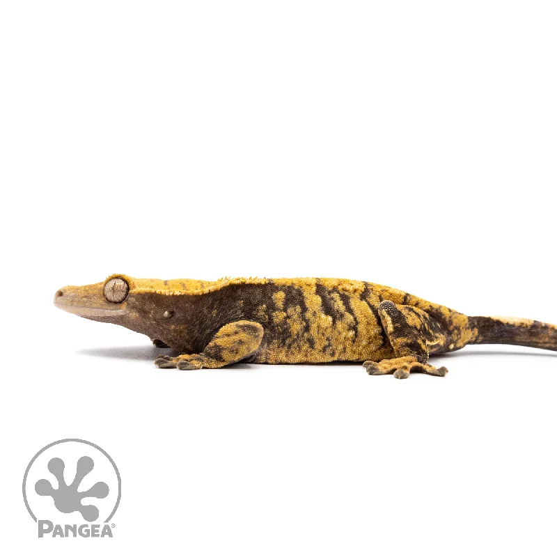 Female XXX Crested Gecko Cr-2596