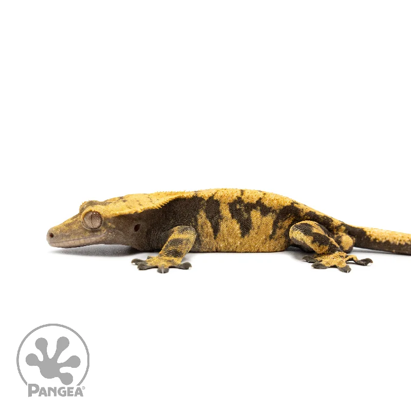 Male XXX Crested Gecko Cr-2597